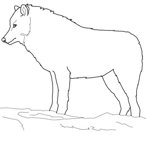 Wilk kolorowanki